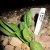 Greyhound Spinach