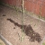 More Asparagus