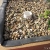 Lettuce and Spinach sprouted from seed in gravel