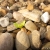 Lettuce seedling