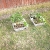 Tomato and Pepper Seedlings