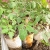 Tomato Seedlings