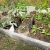 Pepper Seedlings