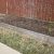 Asparagus Plants