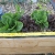 Lettuce in Aquaponics