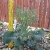 Broccoli in Aquaponics 1