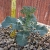 Broccoli in Aquaponics 1