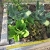 Lettuce in Soil