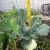 Lettuce in Aquaponics 1