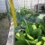 Lettuce in Aquaponics 2