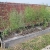 Asparagus, beans, tomato, onion, herbs