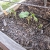 Bean seedlings