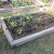 3 tomatoes, 9 peppers, cucumbers, onion, herbs, flowers