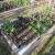3 tomatoes, 3 peppers, cucumber, onion, peas, lettuce, spinach, radish