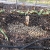 cucumber seedlings