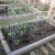 pepper cages