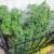 snap peas, volunteer flowers