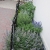 all volunteer or perennial herbs and flowers