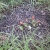 only remaining thorn-less blackberry, nice fat fruit