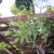 fruiting tomato 1 