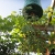 fruiting tomato 2