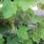 fruiting grapes 1
