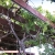 fruiting grapes 2