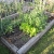 bare soil, lettuce, snap peas