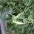snap peas 2