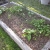 squash, sunflower, melon, and lots of weeds