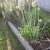 volunteer onion, lettuce and broccoli going to seed