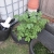 volunteer potato