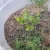 3 year old blueberry (FAIL)