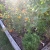 herbs, flowers, peppers, tomato, cucumber