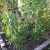 herbs, flowers, peppers, tomato, cucumber
