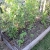 okra, pepper, tomato, cucumber