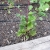 Malabar spinach