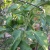 bell pepper