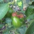 bell pepper w/ problem