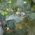 sticky gooey aphid infestation