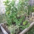 cucumber, tomato, onion