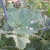 sunflower shells and bird poop--- wonder where my seeds went?