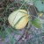 melon