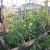 melons growing vertical 