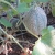 cantaloupe 
