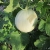 melon