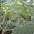 okra