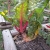 Swiss chard, growing since early spring