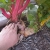 Swiss chard - size of trunk