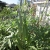 Okra Explosion